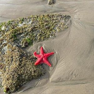 Meet your Posher, Minerva